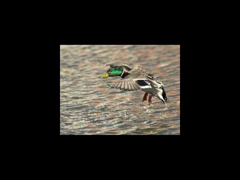 Deadmau5 Vs. T-Pain - Phantom FML Remix