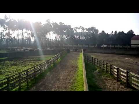 Companhia das Lezírias 2016