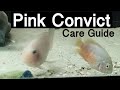 Pink Convict Cichlid Care & Tank Mates