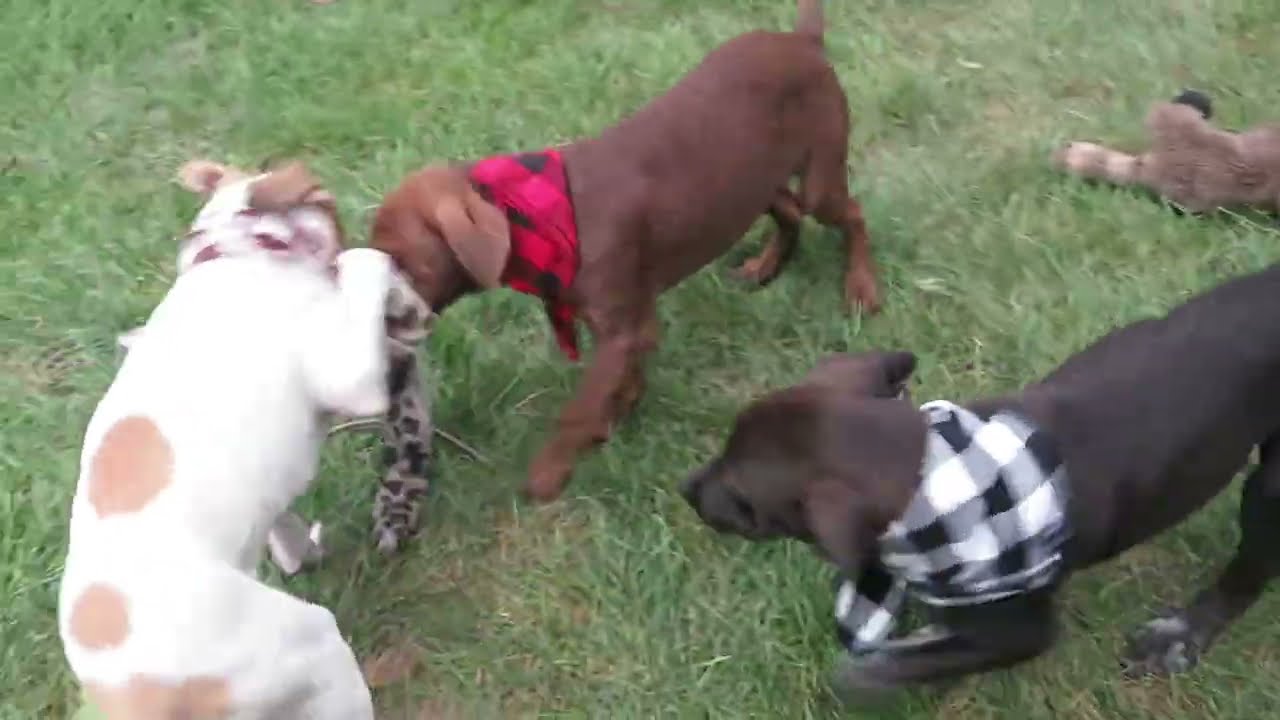Enlarge Dexter, a Adoptable mixed breed in Crown Point, IN video 2/4