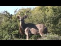 A Fun Filled Game Drive At Shamwari