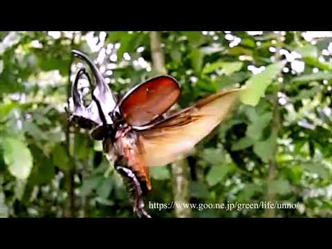 ヒメカブトの飛翔　Brown rhinceros beetle in flight