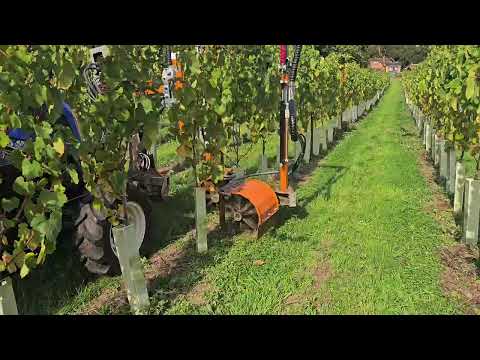 Multicleaner Provitis SRBH22 - Trunk Cleaner & Weeder (VITIFRUIT EQUIPMENT) High Resolution Video