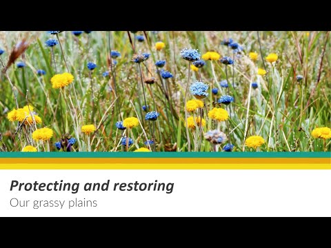 Protecting and restoring our grassy plains