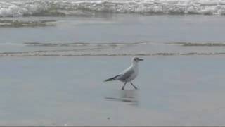 Sea and Seagull on Newgale beach ~ Pembrokshire Wales UK