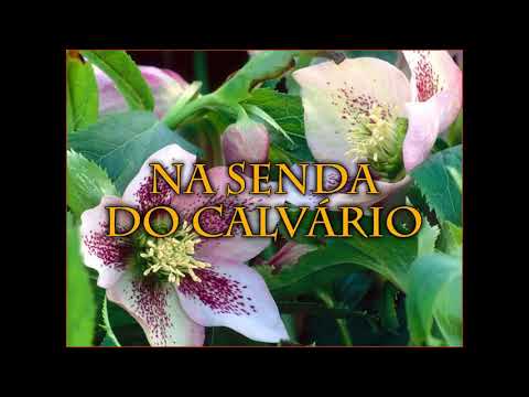 Hinário Adventista 66 Na Senda do Calvário