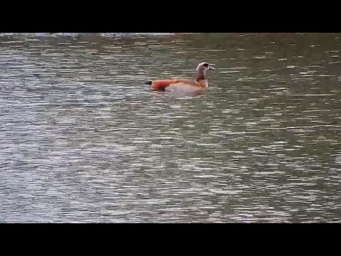 Djuma: Egyptian Goose pair - 15:39 - 09/02/20