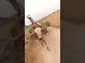 How To Train A Bull On Cart