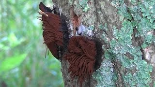 Stemonitis (Slime Mold) blowing in the wind