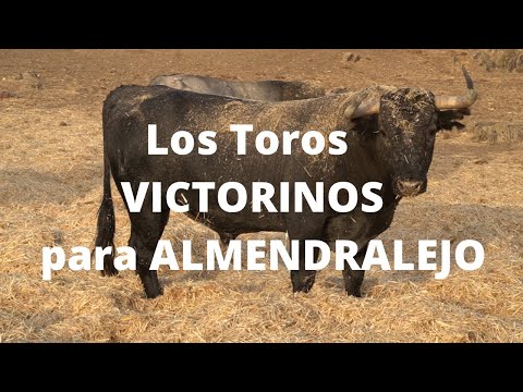Embarcamos LOS Toros VICTORINOS para ALMENDRALEJO