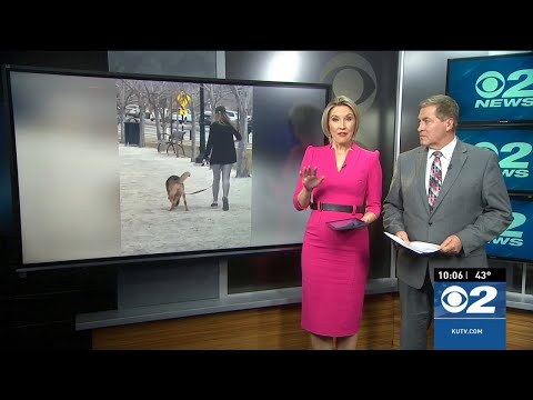 Woman's dog bit multiple people while walking by Utah State Capitol, police say