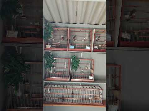 6 de fevereiro de 2026