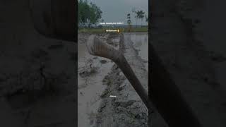 Download lagu story WhatsApp keren|petani Indonesia mp3 Download lagu story WhatsApp keren|petani Indonesia mp3