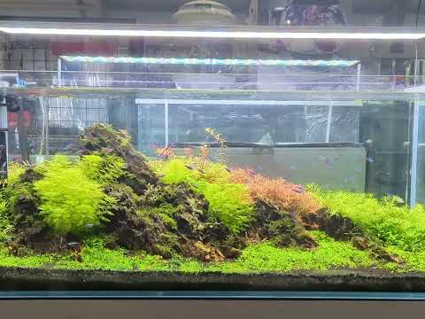 120cm Planted Tank in our Store