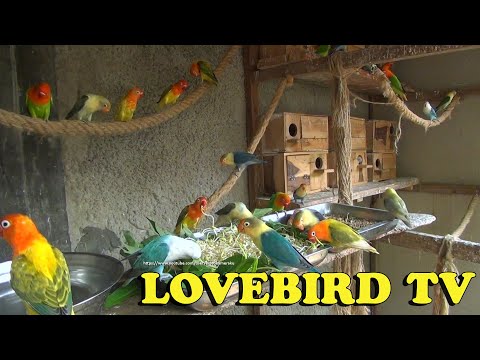 Lovebirds Meal Time (Mung Bean Sprouts) - Wednesday, June 1st, 2022 | LOVEBIRD TV