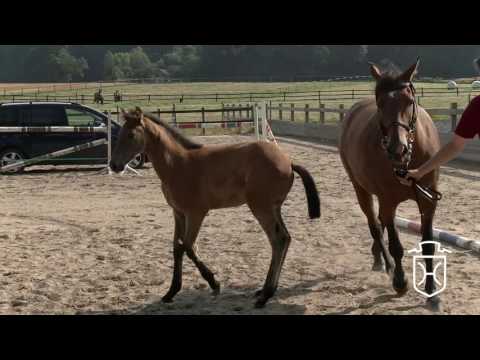 RD051 Hengstfohlen von Livello - Quidam de Revel - Landgraf I