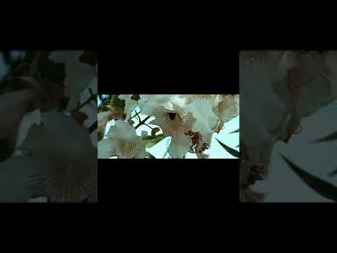 Miracle...| Being | TMR time. magic.tmr time.