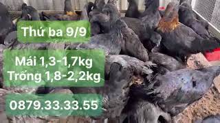 Thứ ba 09/09