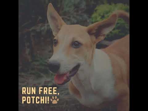 Run Free, My Potchi! 🐾🖤🥺