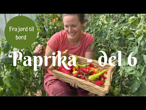 Paprika fra jord til bord - del 6 | Høsting og stress-utfordringer hos plantene