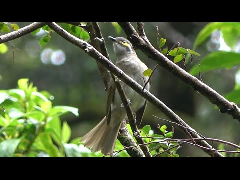 Medárik topásový (Caligavis chrysops) — správanie a biotop