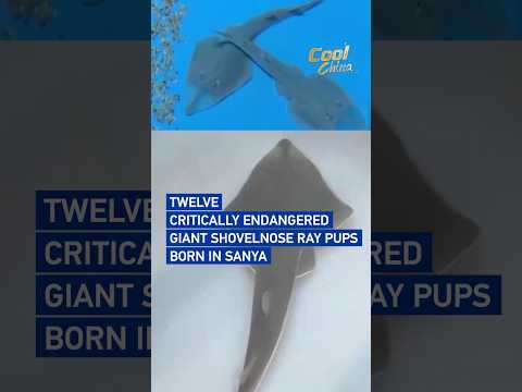Twelve critically endangered giant shovelnose ray pups born in Sanya #CoolChina