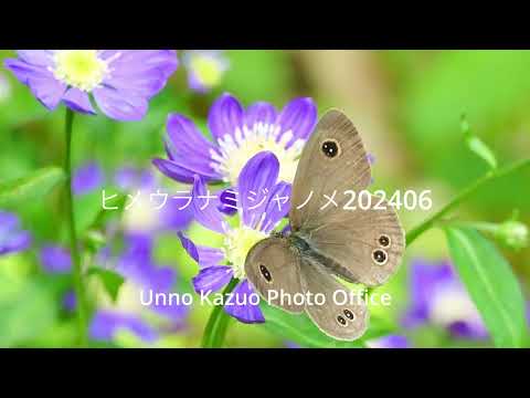 ヒメウラナミジャノメ202406
