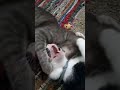 Cute Funny Cats Tabby Tuxedo Cat Fight Playful Cats Shorts YoutubeShorts Animals Pets