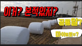 가을 들녁에 하얀 마쉬멜로우 이거 멀까요? 소머기 소밥말이 소먹이풀 공룡알 랩씌우기