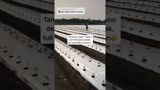 Download lagu Boss cabe tanam 1 hektar (80rb pohon) full rawit #jawatimur #caberawit mp3 Download lagu Boss cabe tanam 1 hektar (80rb pohon) full rawit #jawatimur #caberawit mp3