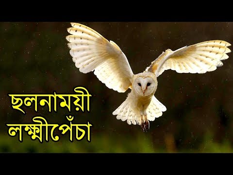 download lagu mp3 mp4 Lokkhi Pecha, download lagu Lokkhi Pecha gratis, unduh video klip Lokkhi Pecha