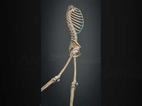 Hip Joint Movement | Flexion & Extension | Medical Anatomy