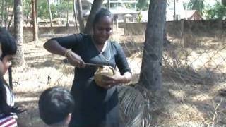 coconut woman