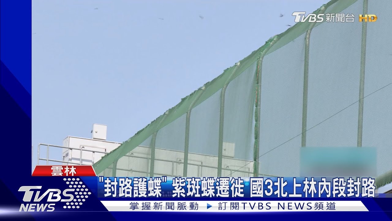「封路護蝶」紫斑蝶遷徙 國3北上林內段機動性封路
