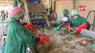 Culture de l'ananas au Burkina : la récolte bat son plein à la Ferme Djoda