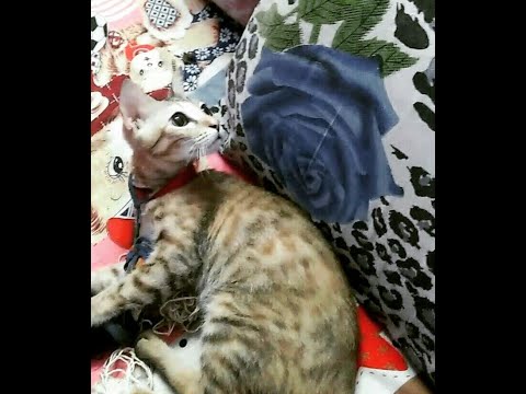 Cat & Squirrel Playing with Each other l Maggie & Rashi Playing & Maggie is Scared Af l