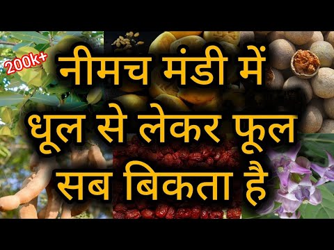 नीमच मंडी की औषधि मंडी में धूल से लेकर फूल सब बिकता है। फूल, छिलका, पत्ते, जड़ । Neemuch mandi bhav