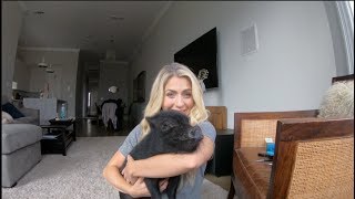 All natural makeup tutorial with MINI PIG help! Colorescience + Dr. Hauschka