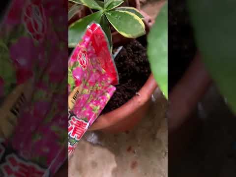 ディプラデニア肥料はいつ与えるのですか?この美しい植物の開花を促進するのに最適な肥料は何ですか?  庭園