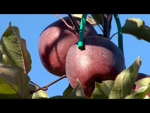 VALLI DI NON E SOLE: I NUOVI VOLTI DELLA FRUTTICOLTURA