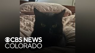 Coloradan nearly falls victim to scam exploiting people like her who are searching for lost pets