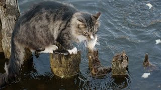 Кошки рыболовят