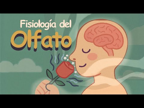 ✅Así funciona el OLFATO (animación)