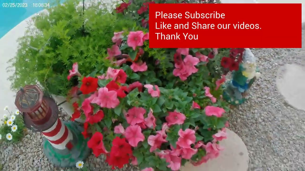 Slow down and Smell The Flowers #shorts #flowers #youtube #daisys #petunia #family