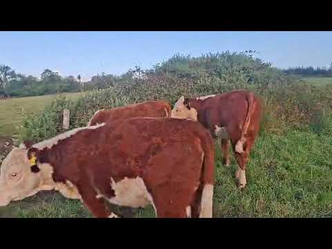 Hereford heifers - Image 2
