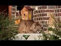 Neighbors Shocked To Discover Mountain Lion Taking A Cat Nap On Porch