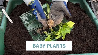 Perennial Plant Haul of Super Healthy Plug Plants // Cottoverdi