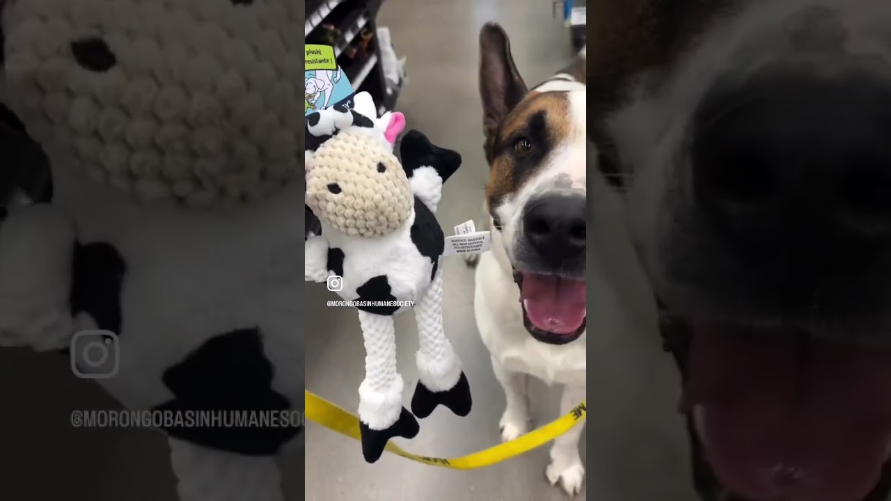 Enlarge FRED, a Adoptable mixed breed in Joshua Tree, CA video 3/4