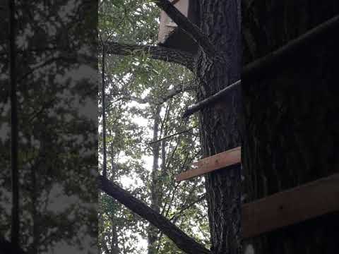 Ловля роев в Башкирии в 2019 году