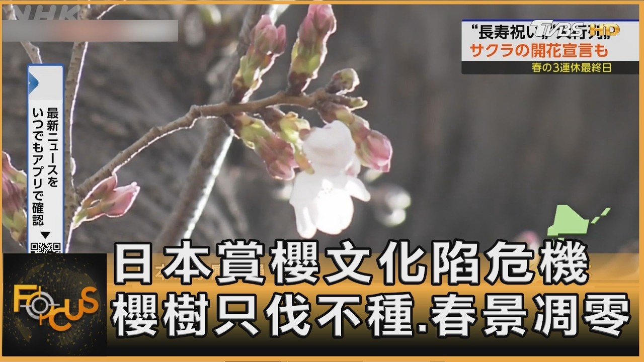 日本賞櫻文化陷危機 櫻樹只伐不種 春景漸凋零